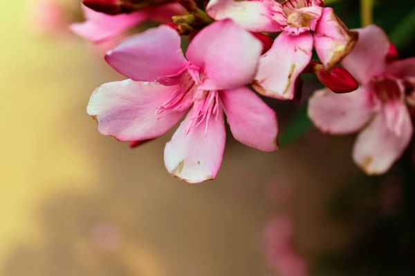Close-up of vibrant pink flowers with delicate petals and a soft, warm bokeh background