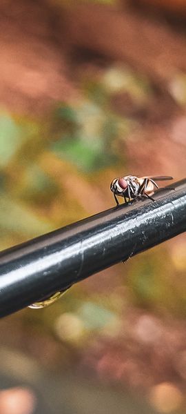 Macro shot of a housefly with red eyes perched on a black rod, a water droplet visible, blurred natural background