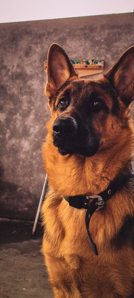 A close-up portrait of a majestic German Shepherd dog with attentive eyes and rich brown and black fur