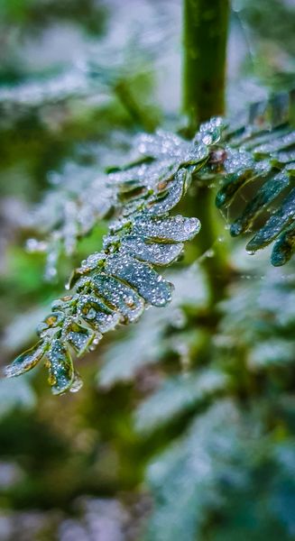 Delicate green fern fronds adorned with shimmering water droplets, highlighting the freshness of nature's intricate details