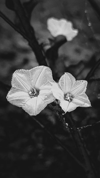 Close-up of two white star-shaped flowers covered in glistening dew drops, in black and white against a dark background