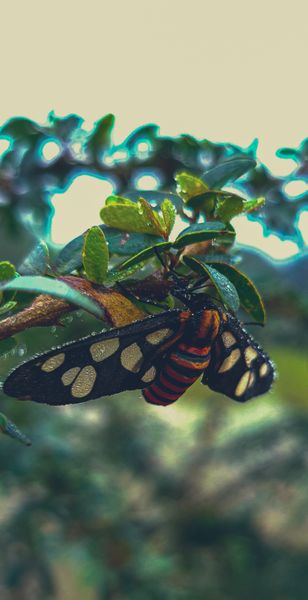 A striking black moth with yellow spots and orange stripes clings to dewy green leaves