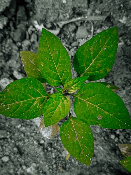 Vibrant green plant with textured leaves growing from rocky, desaturated ground, viewed from above