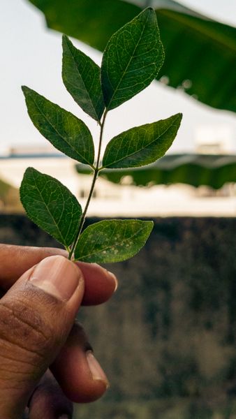 A hand gently holds a small branch of vibrant green leaves against a soft, blurry outdoor background