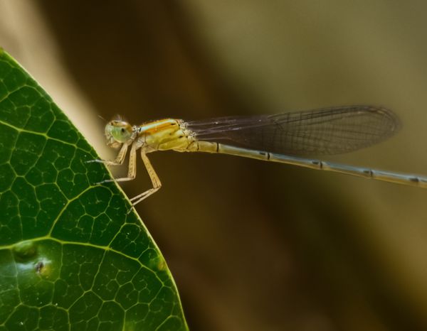 A delicate green and yellow damselfly rests on a vibrant green leaf, its translucent wings visible
