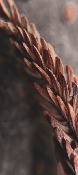Close-up macro shot of a dried, textured brown plant stalk or seed pod with a dark, blurred background