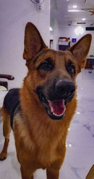 A friendly German Shepherd dog with expressive brown and black fur looking directly at the viewer, mouth slightly open, indoors