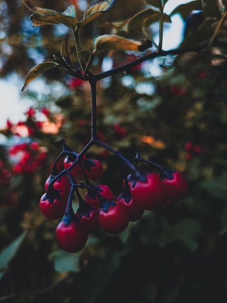 Close-up of vibrant red berries hanging from a dark branch with blurred, muted green foliage