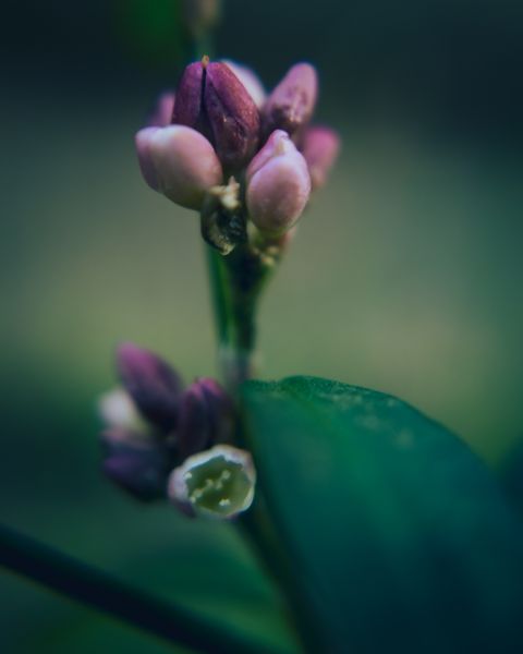 Close-up macro shot of delicate purple and pink flower buds clustered on a green stem with soft background
