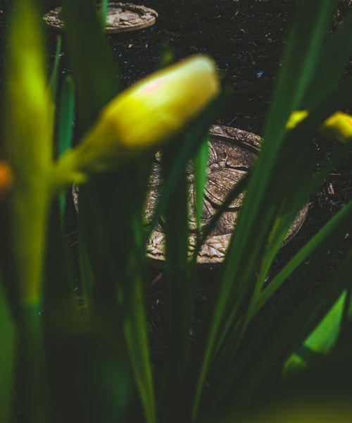 Soft focus close-up of a yellow daffodil bud surrounded by vibrant green leaves, with decorative garden stepping stones in the blurred background
