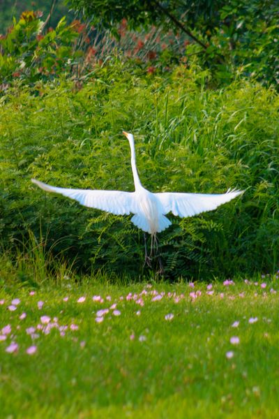 A graceful white egret takes flight, wings wide, over a vibrant green field with pink flowers
