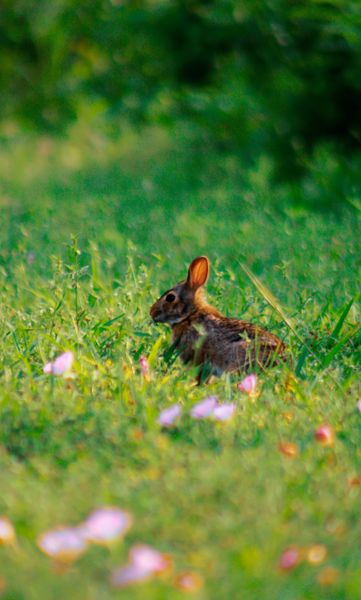 A wild rabbit with brown fur and prominent ears sits attentively in a lush green field among small pink flowers