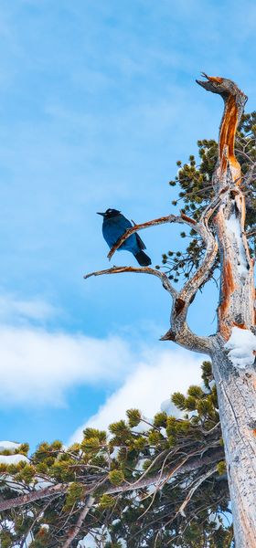 A vivid blue bird sits on a textured, snow-covered pine branch under a bright blue cloudy sky