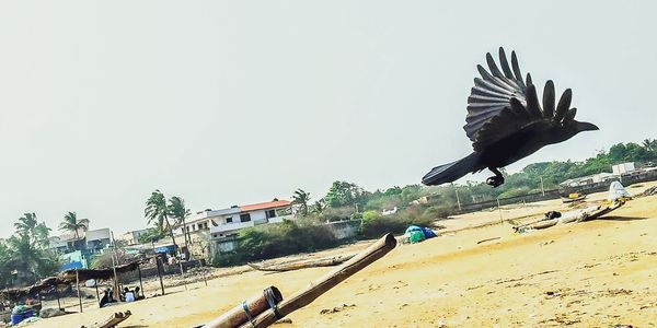 A black crow captured mid-flight over a sunny sandy beach with distant palm trees and buildings