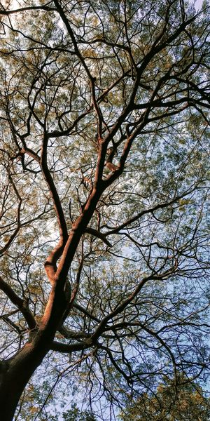 Detailed view looking up at a tree's intricate, dark branches and dappled leaves against a bright blue sky
