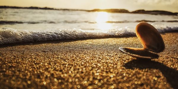 Close-up of a solitary seashell on sun-drenched sand with ocean waves and a golden sunset